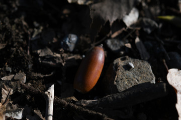 落葉とドングリ