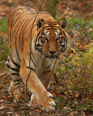 Bengal Tiger