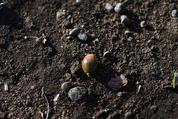 落葉とドングリ