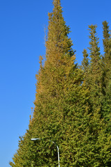 青空を背景にして、黄葉し始めたイチョウの樹の並木の梢をローアングルで撮影した写真