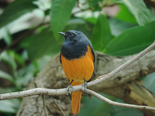 Black redstart, male, Phoenicurus ochruros, Amravati, Maharashtra, India