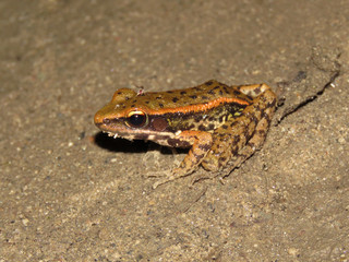 Assam forest frog, Hylarana leptoglossa, Nameri Tiger Reserve, Assam, India