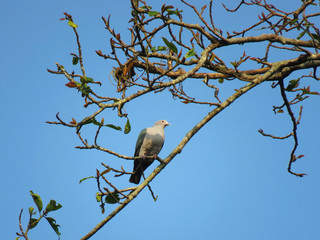 Mountain imperial pigeon, Ducula badia, Nameri Tiger Reserve, Assam, India