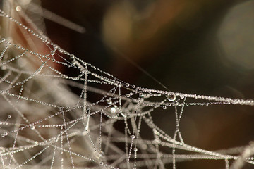 Dew kissed spiders web