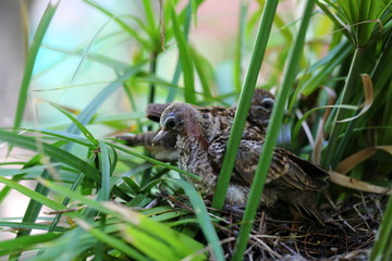 Geopelia striata,zebra dove in the nest