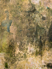 Green Wall Texture. Painted Distressed Wall Surface. Grungy Wide Brickwall. Grunge Red Stonewall Background. Shabby Building Facade With Damaged Plaster and green lichen. Copy Space.