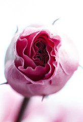 Delicate elegant macro closeup of the inside of the lily Eustoma, lisianthus or prairie gentian...