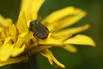 A colored beetle sits on a bright yellow flower. Selective focus
