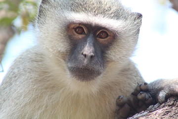 Naklejka premium Monkey