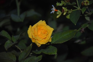 Yellow Rose