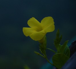 A Yellow Flower