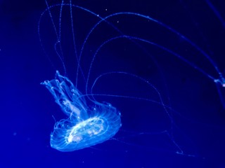 blue jellyfish in water