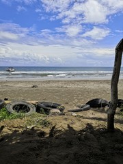 Fototapeta premium tree on beach