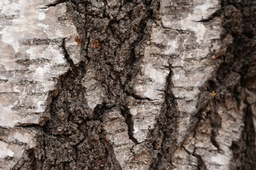 black and white birch bark background