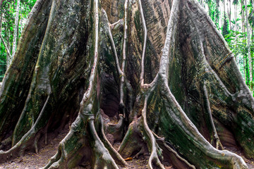 The background of the big tree up close, with big tree roots as long as the growth, the integrity of the ecology that should be preserved