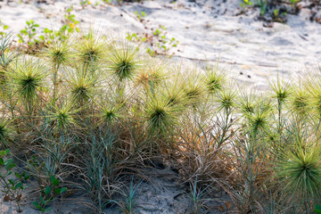 Beautiful plants on the beach close-up