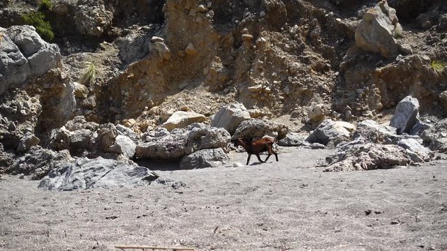 A goat walking on a beach near rocks