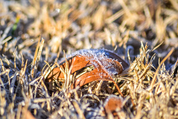 A leaf covered in frost
