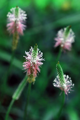 Highly detailed blooming summer Plantago flower. Medical herb. Hoary plantain beautiful forest wild blooms. Fresh foliage blurry natural background in vibrant colors.