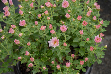 ピンクのガーベラ