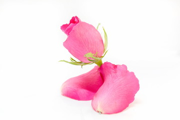Roses and pink petals on a white background.