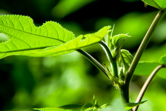 Paper mulberry tree