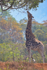 Giraffe eating from a tree