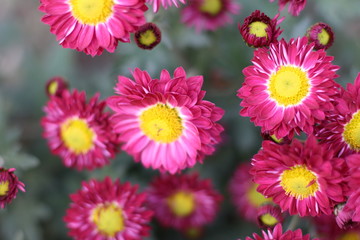 Fototapeta premium pink and white flowers