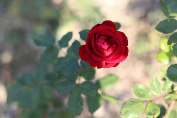 red rose in garden