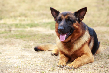 Naklejka na ściany i meble Dog breed German Shepherd
