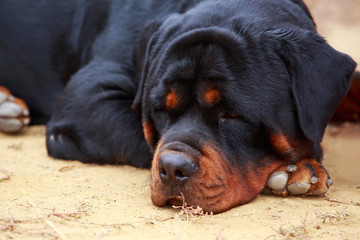 Dog breed Rottweiler