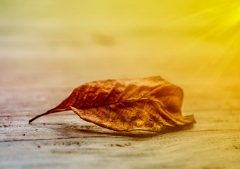 Golden dry leaves in the fall was wind-blowing. Golden light shines to dry leaves. In the forest between the gold line routes on the mountain in nature.