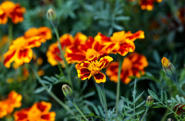 Summer elegant closeup of the blooming Tagetes or marigold buds of the flower. Beautiful orange and yellow blossoms in the garden sunlight. Fresh foliage natural dreamy background in vibrant color.