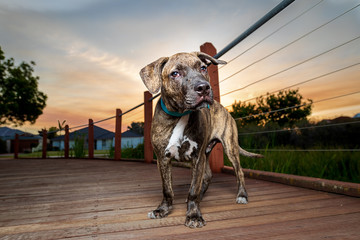 dog at sunset