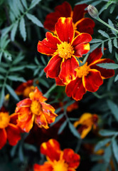 Summer elegant closeup of the blooming Tagetes or marigold buds of the flower. Beautiful orange and yellow blossoms in the garden sunlight. Fresh foliage natural dreamy background in vibrant color.