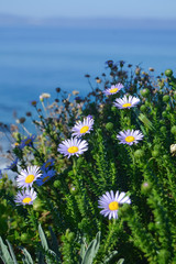 Flowers by the sea