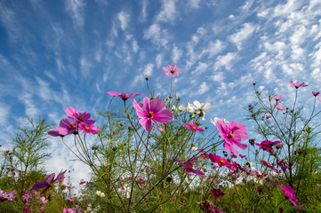 秋の空を背景に撮影したピンク色のコスモス