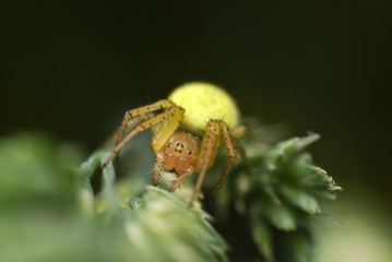 Beautiful yellow spider close-up in the nature. Macro