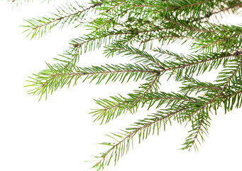 Green needles on a Christmas tree branch