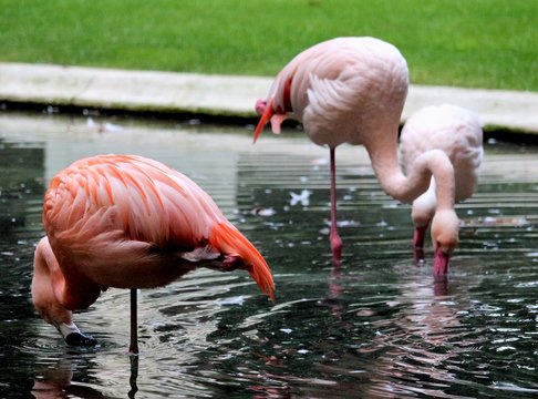 evocative image of pink flamingos in a garden