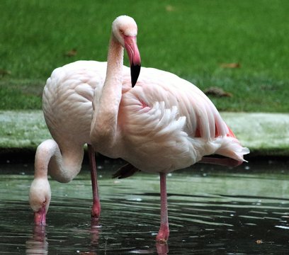 evocative image of pink flamingos in a garden