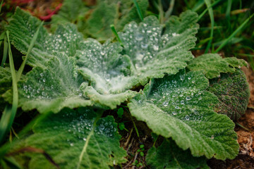 Beautiful dew drops on a green sheet on a warm autumn morning