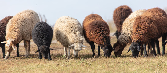 Sheep graze in the meadow © schankz