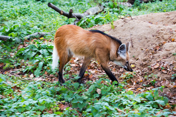 Maned wolf. It is a predatory mammal of the canine family. Translated from Greek, its name means 