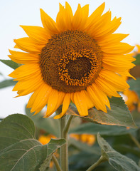 Naklejka premium Sunflower cultivation in agriculture for the production of vegetable oil. Scene of yellow sunflower growing on a rural field.