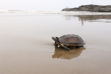 india goa morjim turtle arabian sea