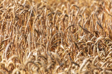 Ripe ears of wheat grow on the nature