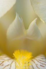 Glad flower fragment