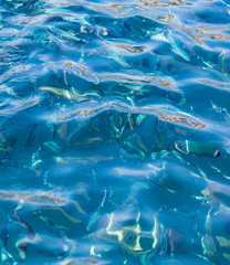 Fish in the blue water of the sea as a background