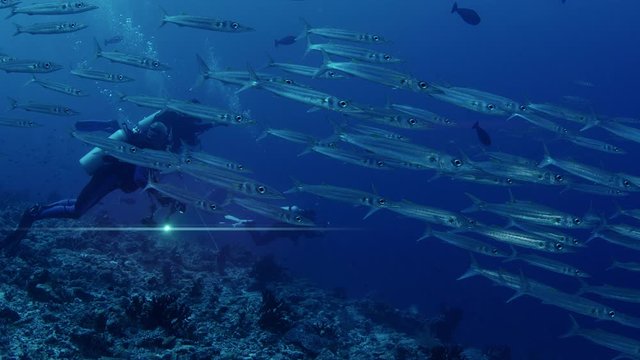 A school of Bigeye barracuda (Sphyraena forsteri) swim in the clear, blue waters, divers behind the fishes, Maldives